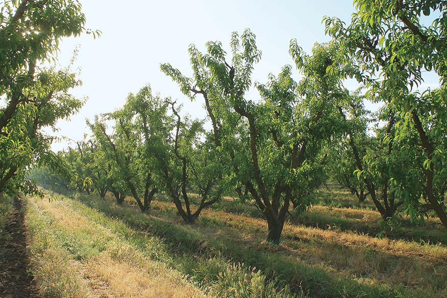 Visit California Farms, Erin Mahoney Harris, Full House Farm, California farm stays, Naylor's Organic Family Farm