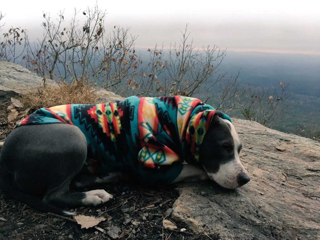 Adventure dog, how to hike with your dog
