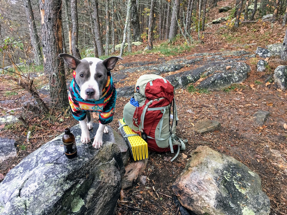 Adventure dog, how to hike with your dog