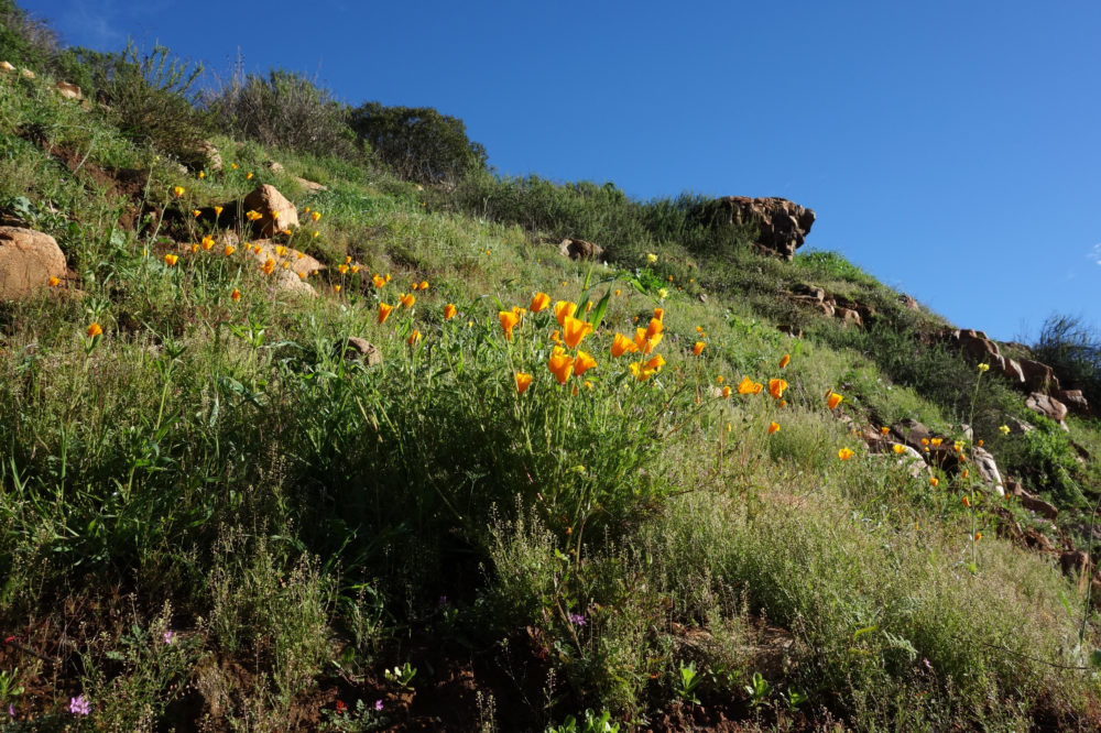 50 Best Short Hikes San Diego, Don Endicott, Jerry Schad, San Diego wildflowers