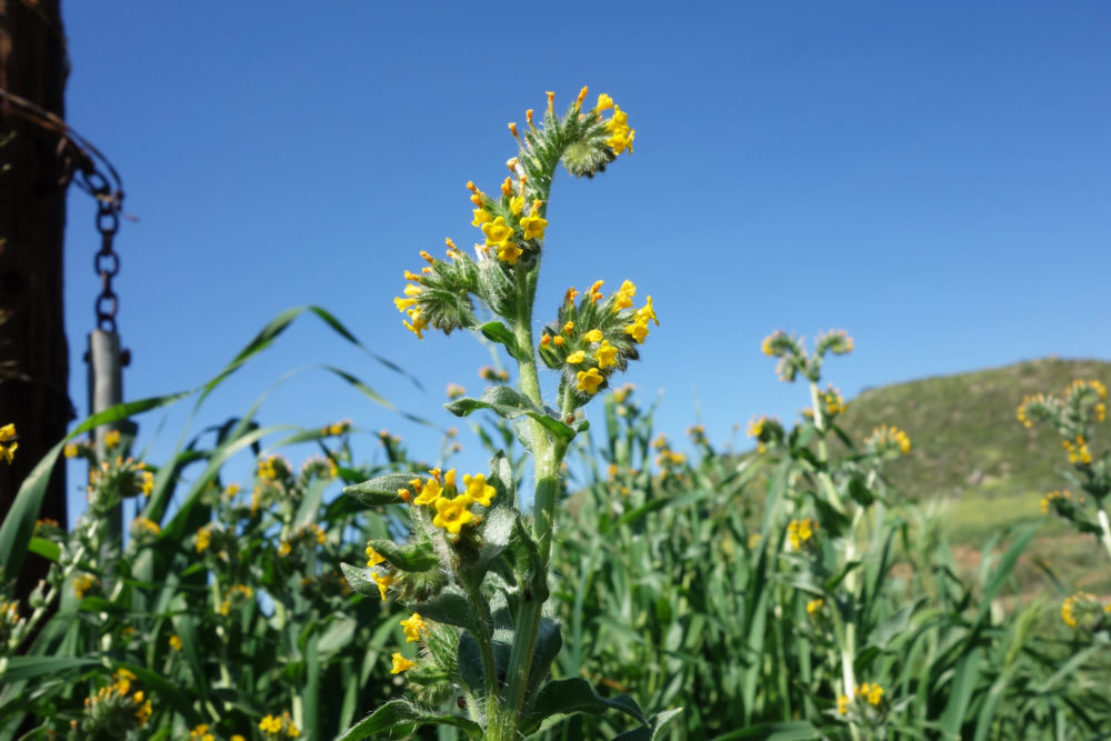 50 Best Short Hikes San Diego, Don Endicott, Jerry Schad, San Diego wildflowers