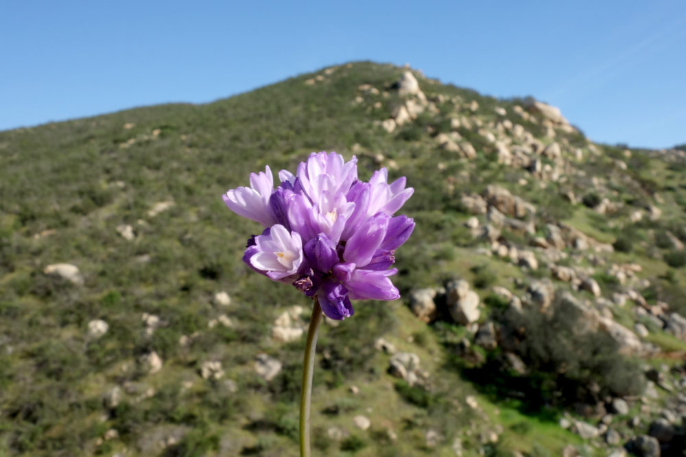 50 Best Short Hikes San Diego, Don Endicott, Jerry Schad, San Diego wildflowers