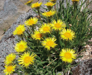 Wildflowers of the John Muir Trail