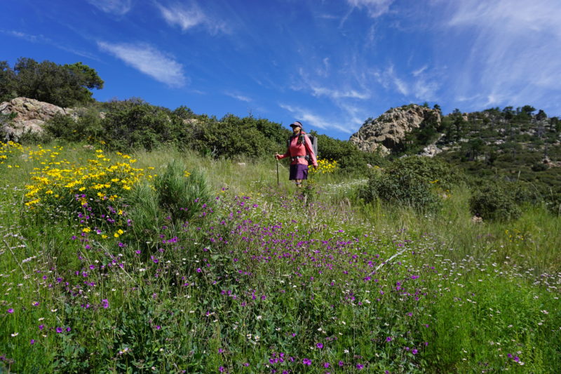 Arizona wildflowers, Arizona National Scenic Trail, Wilderness Press, Sirena Dufault