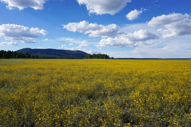 Arizona wildflowers, Arizona National Scenic Trail, Wilderness Press, Sirena Dufault