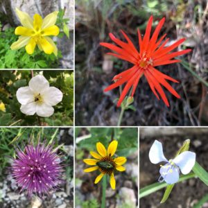 Arizona wildflowers, Arizona National Scenic Trail, Wilderness Press, Sirena Dufault