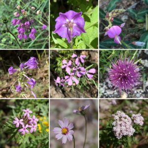 Arizona wildflowers, Arizona National Scenic Trail, Wilderness Press, Sirena Dufault