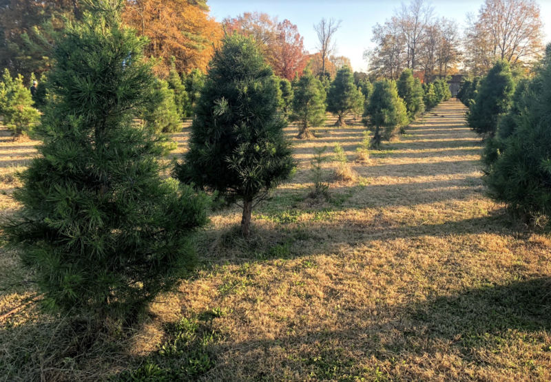 How to cut down a Christmas tree, Wilderness Press