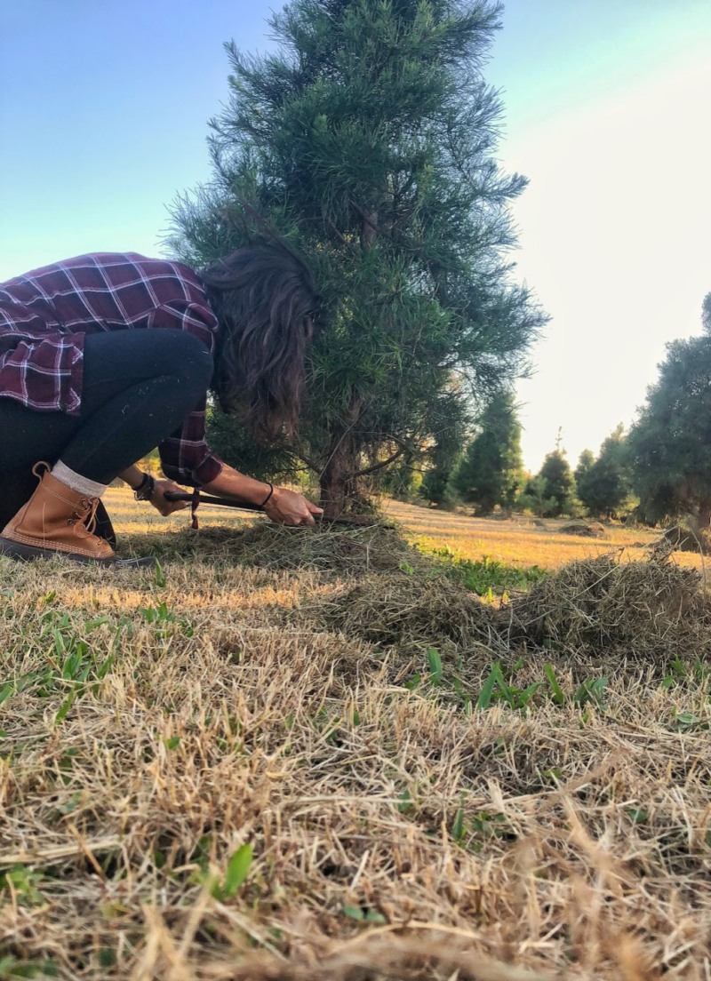 How to cut down a Christmas tree, Wilderness Press