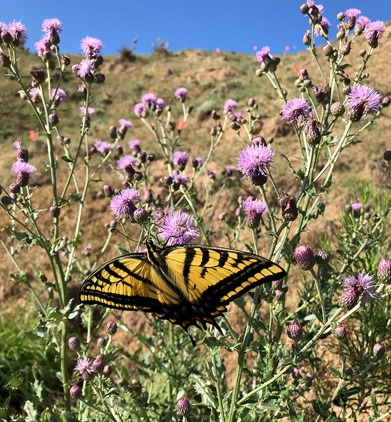 Beautiful butterfly amid wildflowers in Colorado