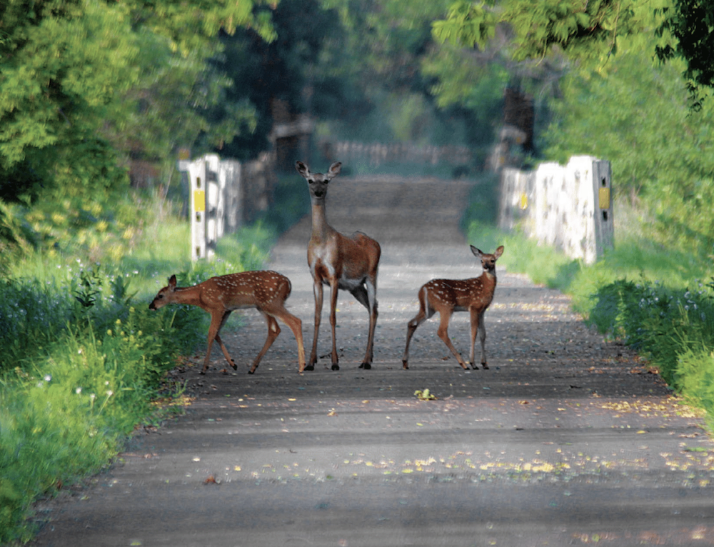 Three deer standing on a rail line converted rail-trail in the middle of the woods.