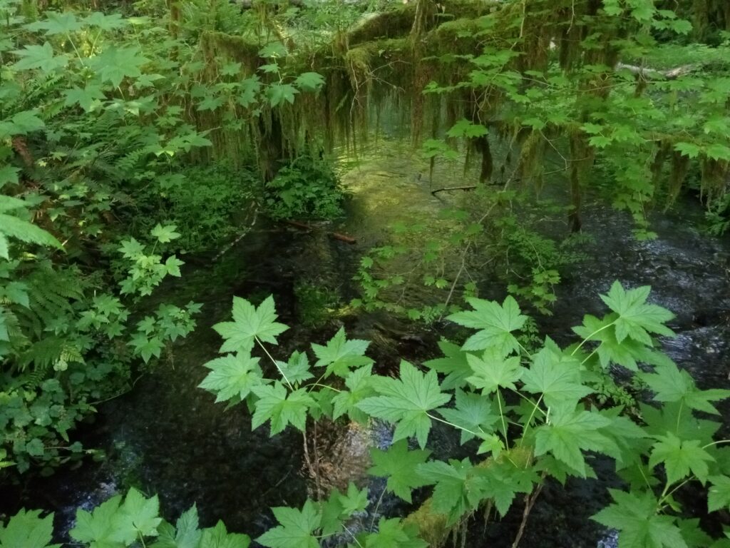 picture of rainforest