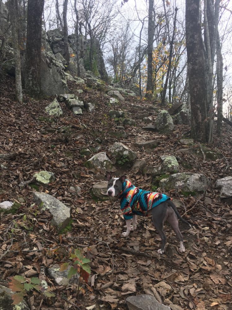Adventure dog, how to hike with your dog